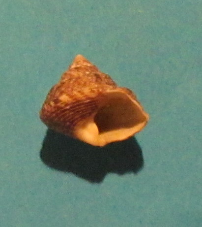 Trochidae 2